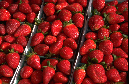 17-strawberries