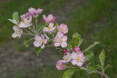23_apple_blossom