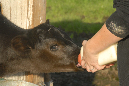 42-calf_bottlefeeding